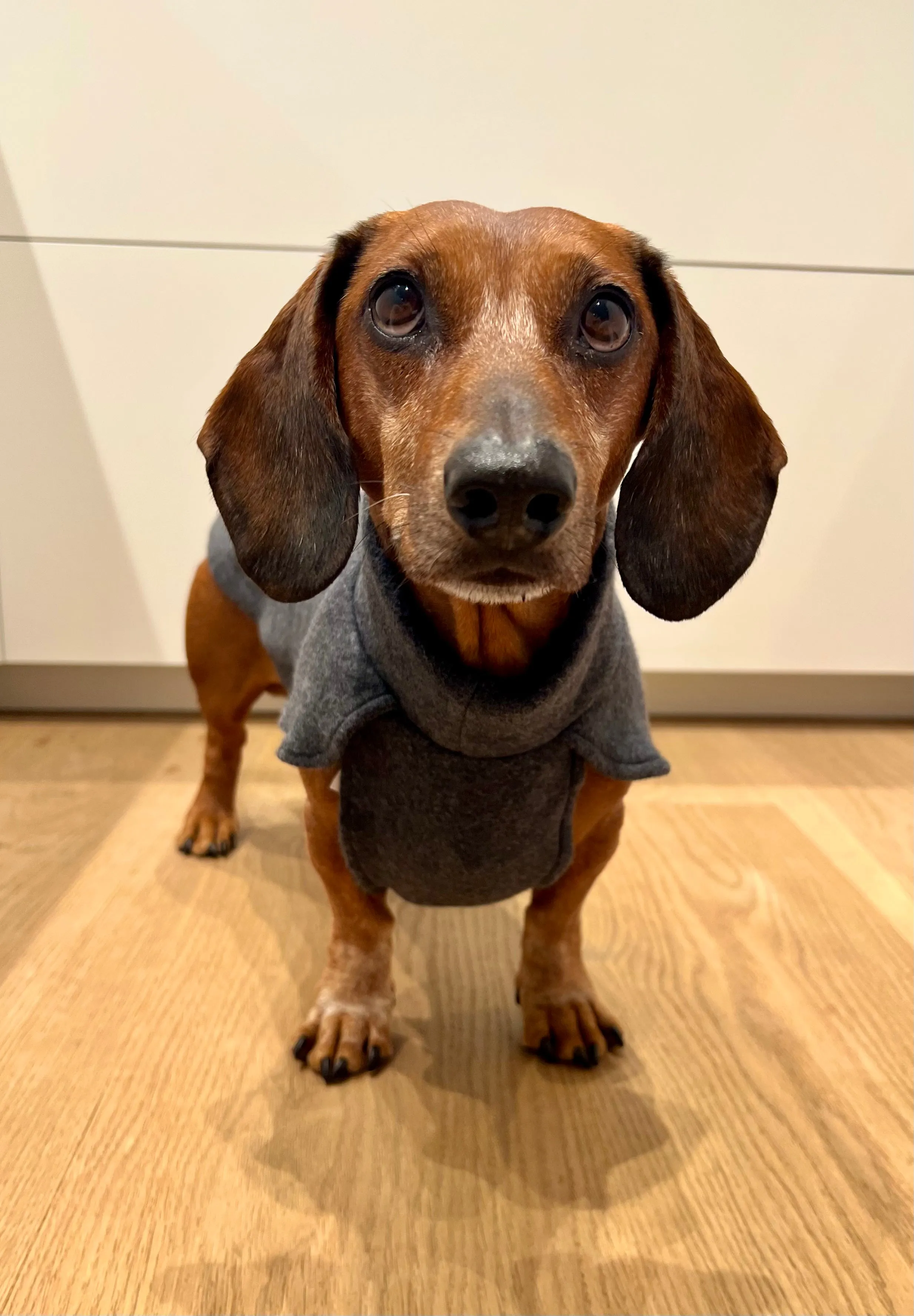 Dachshund Cotton Fleece jumper John